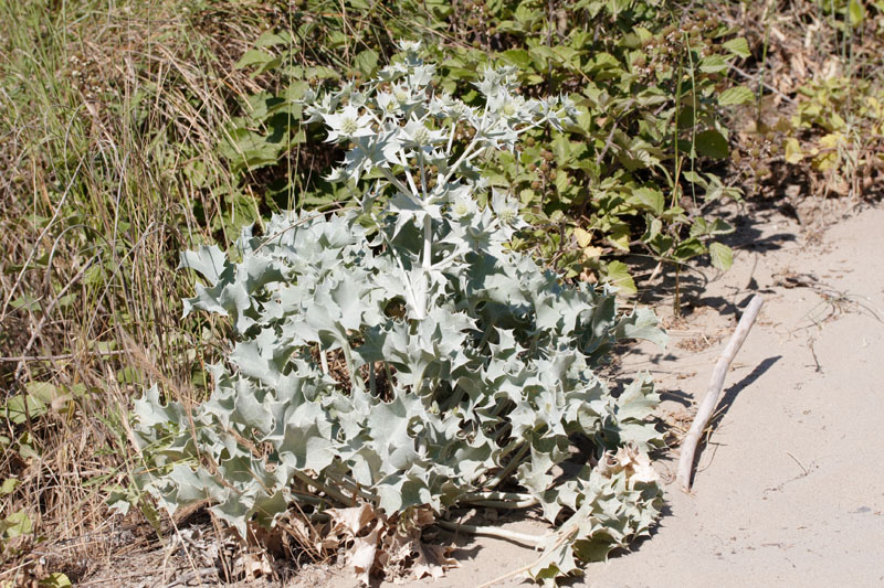 Eryngium maritimum e campestre